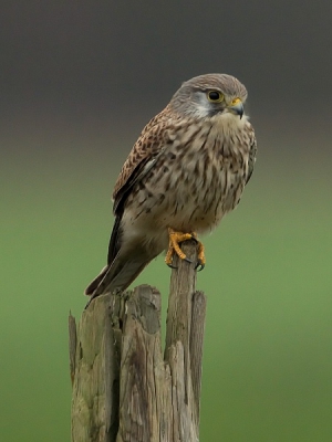 Het blijven fantastisch mooie vogels.
