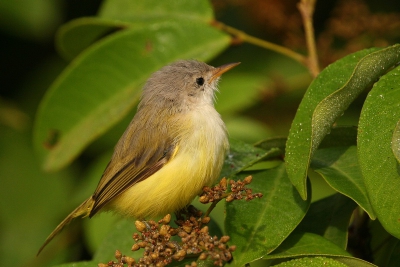 Onbekend vogeltje op Bamboung - eiland in Senegal