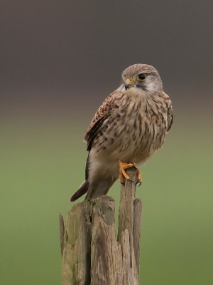 Afgelopen morgen heb ik een aantal foto's van een torenvalkje kunnen maken. Het was nog redelijk donker weer. Bij een geheel geopend diagfragma en een ISO-waardevan 800 -1/3 stop kwam ik nog maar uit op een sluitertijd van 1/50 sec. Heb het toch maar op gewaagd. Canon 30D-EF500mm- 1.4 TC vanuit auto m.b.v. rijstzak.