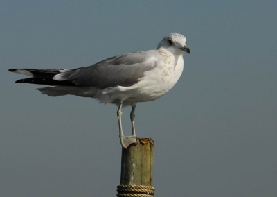 Deze is ook uit de oude doos (ik zit nog niet zo lang bij BP)
Foto is iets gecropt (wat ruimte achter zijn staart weggehaalt)