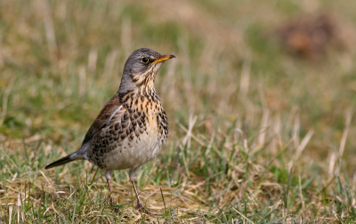 Typische houding die de kramsvogel steeds na een paar "pasjes" aanneemt.Gelukkig voor mij kwam die al trippelend steeds dichterbij .
