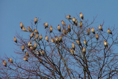 <i class='fa fa-user'></i> Tim de Boer | Pestvogel  <i class='fa fa-eye'> 1445</i>  <i class='fa fa-thumbs-up'> 8</i>   <i class='fa fa-comment-o'> 13</i>