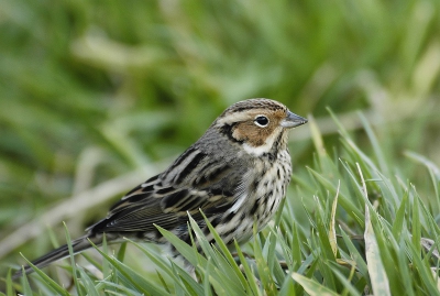 Hier van mij ook nog een plaatje van De Dwerggors! 
Het was grappig om te zien hoe de vogel zich gedroeg met veel mensen en met een paar, toen de meeste mensen weg waren kwan de vogel uit de dekking en ging heel rustig fourageren, vlak voor onze voeten. al met al hebben we ons uitstekend vermaakt met dit schitterende beestje!!!