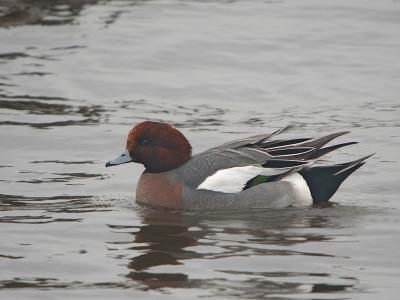 Deze vogels blijven tochaltijd maar zeer schuw.
Dit is dan ook voor het eerst dat ik ze redelijk in beeld krijg.

Canon 350d Sigma 50-500 1/160 sec F7.1 Ec +1/3 Iso 200