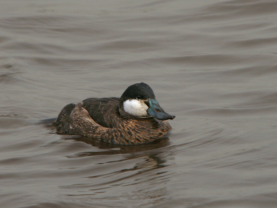 Deze liet zich ook af en toe van dicht bij zien.
Is dit nu een jong mannetje?

Canon 350d sigma 50-500 1/60 sec F9 EC-2/3 Iso 200