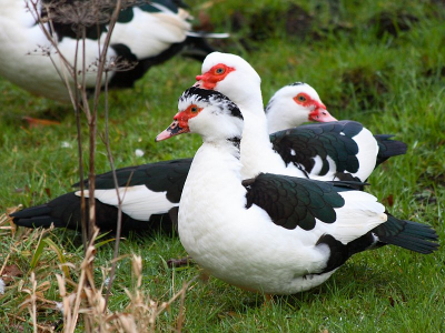 Heb geen idee wat voor soort eend dit is. Ik dacht eerst dat het een gans was, maar toen ik eenmaal wat dichterbij kwam leek het mij toch meer een eend soort. Maar welke?