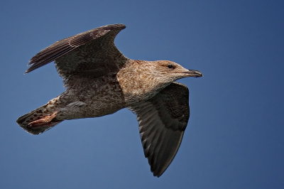 Nog eentje van de kleine mantelmeeuw in de vlucht.