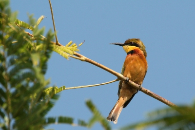 Deze Dwergbijeneter in de omgeving van Brufut Woods bleef zeer goed zitten. Canon Eos 350d met Sigma 170-500mm.