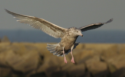 Behalve de Meeuw die geregeld langs kwam Rossen om een plaatje van zich te laten maken, liet ook deze Grote Jongen zich van dichtbij bekijken.