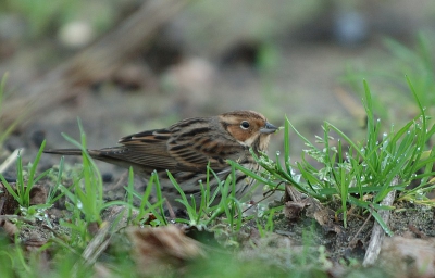 Zittend achter een regenton kwam de dwerggors steeds dichterbij. Omdat ik nog steeds in afwachting ben van mijn bestelde Nikon 300 mm f4 van Corne heb ik deze foto gemaakt met de van Dirk-jan van Unen geleende 70-200 VR lens met 1.4 tc. Waarvoor dank, Dirk-jan.
Jullie mogen zelf beoordelen welke foto je mooier vind, die van Dirk-jan of deze. :-)