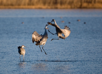 Sandhill Cranes in a minor dispute