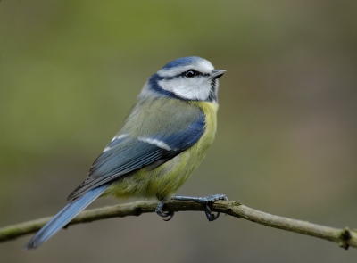 Het is erg lastig om met dit weer mooie scherpe plaatjes van dit beweegelijke vogeltje te krijgen.... 1/30 f5,6, 360mm