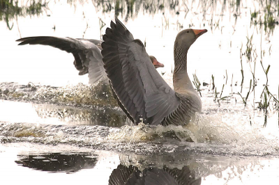 Nog een plaatje uit de oude doos.
Een spetterende landing van deze grauwe jongens