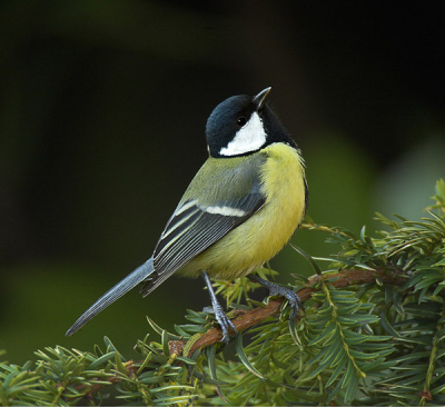 dankbare vogels om te fotograferen
