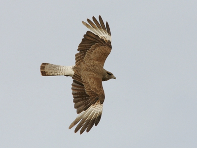 Op dit schiereiland waar ik eigenlijk was om Orkas en walvissen te fotograferen (gelukkig ook gelukt) kwam ik deze Caracara soort veel tegen. Een week later was ik op Paaseiland waar ik eigenlijk heel weinig soorten verwachtte. Groot was mijn verbazing dat de Chimango daar een van de meest voorkomende soorten was.
Jack
http://www.dwaalgast.nl