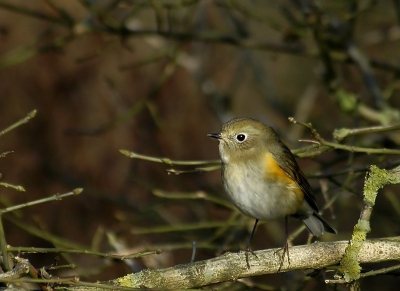 Wat een fantasische vogel woorden schieten te kort.....