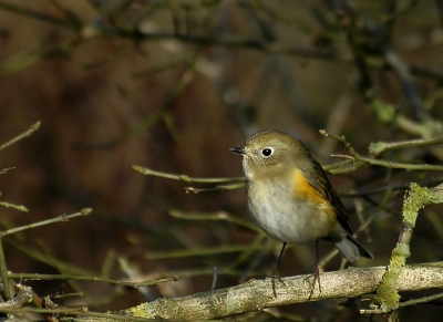 Wat een fantasische vogel woorden schieten te kort.....