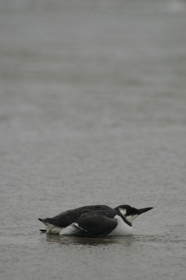 Een zeekoet vlak voor zijn hongerdood, vindt zijn laatste rustplaats op het strand bij IJmuiden.