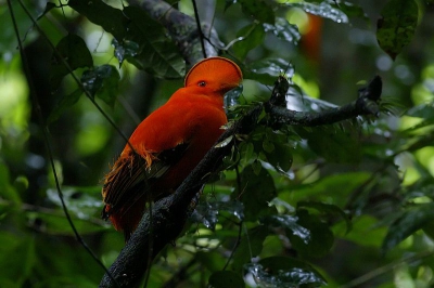 Net terug (vanochtend 6:30u) uit Suriname. De leukste plaat is toch wel deze rotshaan. De omstandigheden waren niet zo gemakkelijk (heel erg donker) en dan maakte ik ook nog de fout om met f8 te fotograferen ipv f5.6 (na het verwijderen van de converter vergeten het diafragma aan te passen, dat krijg je in de opwinding). Dat kreeg ik pas na een half uurtje door en daarna toonden de rotshanen zich niet meer zo dichtbij. Maar ik mag niet klagen want deze is toch nog aardig scherp voor 1/40 op de monopod.

Deze soort staat volgens mij nog niet op Birdpix. Dat zou toch mooi zijn, als ik de eerste kon zijn! 

ISO 1250, 400mm, f8, 1/40 sec