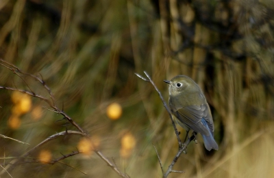 Vandaag was het echt genieten bij de blauwstaart! erg mooi weer, actieve vogel die zich erg fraai liet bekijken, van alle kanten. Hier een plaatje met blauwe staart!