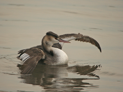 Ook een fuut doet aan rek en strekoefeningen.

Canon 350d Sigma 50-500 1/400sec. F7.1 Iso 200