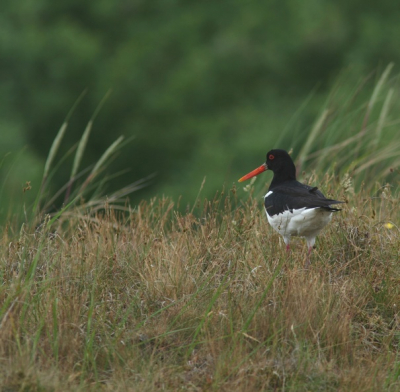 ben nog niet zo lang bezig met foto's maken van vogels
ben nog druk aan het oefenen, 
ben nu ook druk aan het oefenen met bewerken vandaar een 
wat oudere foto van afgelopen zomer.