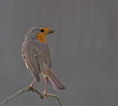 dankbare vogels met veel geduld voor de fotograaf
20D, 500mm, 1.4xII