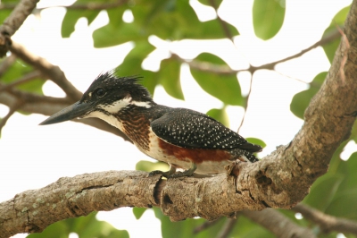 Ik was nog maar 1/2 uur ter plaatse en merkte deze Reuzenijsvogel op in de tuin van hotel Paradise Inn in Tanji.