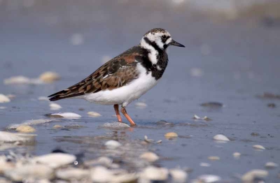 steenloper tijdesn het foerageren langs de waddenkust