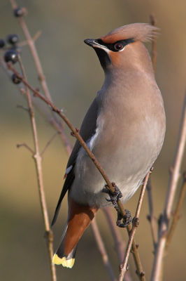 Tussen de colleges door had ik vanmiddag even tijd om met de camera erop uit te gaan. Het waaide flink maar met de zon erbij was het toch lekker weer. Al snel hoorde ik de bekende schrille pestvogelroepjes: vier eerstejaars vogels en deze adulte vrouw.

Canon EOS 350D, EF 300mm f/4 IS USM + 1.4 converter, 1/800 sec., f7.1, ISO 400, -2/3 stop, uit de hand