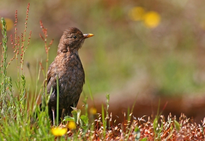 Ik lag hier behoorlijk verscholen tussen het groen,maar dit vrouwtje was niet te foppen, het leverde me wel deze plaat op van een zeer alert vogeltje.
