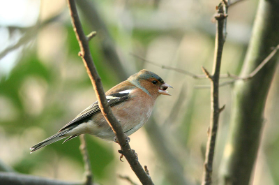 mannetjes vink met zaadje tussen z'n snavel.
canon 350d, canon ef 300mm l is usm lens, canon extender ef 1,4x II, 420mm, 1/160 seconde, f/5,6 , iso 800