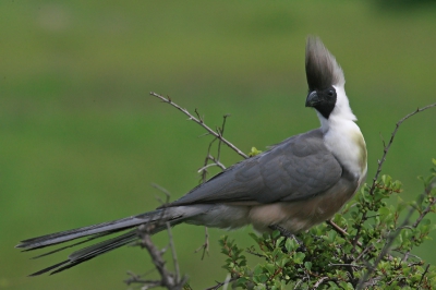 Na een vreselijk lange rit over bijna onbegaanbare wegen kwamen we veel later en volkomen door elkaar geschut aan in de Masai Mara. Plotseling troffen we deze vogel vlak langs de weg. Snel de camera gepakt en de foto geschoten. Daarna snel door naar de lodge, alwaar ik merkte dat de ISO nog op 1600 stond vanwege het donkere weer s'ochtends vroeg. Balen, maar toch nog een redelijke foto.