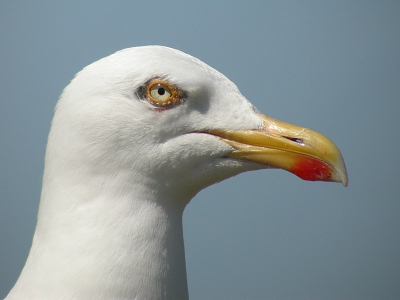 Zilvermeeuw , gedigiscoopt met Coolpix 4500 en Swarovski AT80
