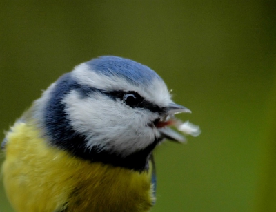 Bah bah baaaaah!!!!!!!! altijd dat voedertafelvoer..........