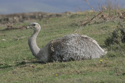 Onderweg naar dit Nationaal Park kwam ik divers groepen van deze soort struisvogels tegen.

Jack

Er staan nieuwe fotos van Patagonie op mijn site
http:www.dwaalgast.nl
(walvissen, orka's, veel vogels en landschappen)