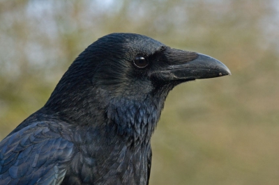 Een full-frame close-up van een zwarte kraai.