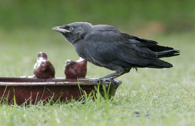 In juni heb ik een serie kunnen maken van een net uitgevlogen Kauwtje. Aandoenlijk beestje. Het was snikheet en de buurman had een waterschaal neergezet waar de vogel dankbaar gebruik van maakte. Het leverde grappige beelden op met de stenen mussen. In mijn PA nog wat beelden van de serie.
Canon EOS 20D met 300 F4. Uit de hand, 80% van origineel. Verder zie exif.