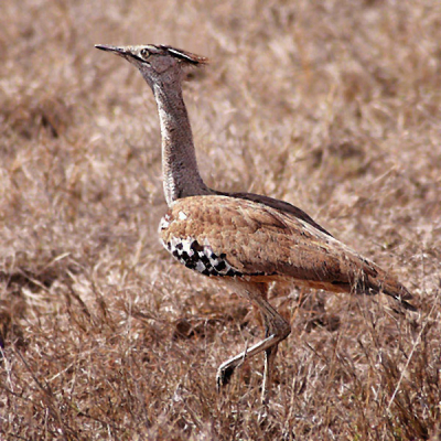 Wordt tot 1.35 m. Het mannetje is 20 % groter dan het vrouwtje. Is vrij algemeen in open vlaktes in de Karoo en Namibi. Bij de balts worden de witte borst- en rugveren uitgepreid en de kuif opgezet. De staart gaat dan op en neer tot in de nek.
Je vindt ze alleen, in paren of in groepjes.