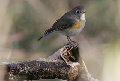 Vandaag eindelijk ook een plaatje kunnen maken van de Blauwstaart !
En het blijft er maar druk, vandaag weer 10-tallen vogelaars.