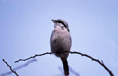 klapeksters komen met enige regelmaat voor in nat park de hoge veluwe en vaak op dezelfde plekken, na lang wachten kwam deze vogel dan ook weer in de struik terug waarin ik hem de dagen daarvoor had gezien