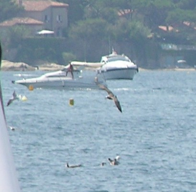 foto vanaf grote afstand genomen in de haven van st. Tropez.
Ik dacht zelf aan een scopoli's pijlstormvogel, maar het zou ook nog een andere pijlstormvogel kunnen zijn???
Het waren een stuk of 6 vogels, duidelijk bruiner dan de meeuwen en aan het jagen in de haven.
Ik heb nog 3 foto's maar daar staan ze ook niet geweldig op