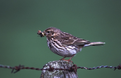 deze graspieper gefotografeerd tijdens het wachten op gruttos tureluurs, de pieper had net zn jongen onder bij de paal zitten dus t was een toevalstreffer