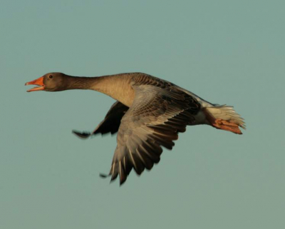 Grauwe gans in vlucht
Canon eos 400D met 300mm IS