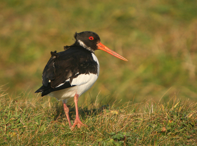 Eindelijk weer een dag met zon. Tijd om eens een plaat te maken van deze moeilijk te fotograferen vogels, wat betreft de belichting. Ben zelf wel tevreden met het resultaat.

Canon 350d sigma 50/500 1/640sec F7.1 EC -2/3 Iso 200