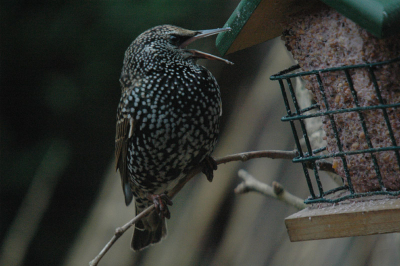 De tweede dag dat ik m'n Bigma, zat ik even in de tuin vogels op de foto proberen te zetten. Onder andere trok ik even een serietje van deze spreeuw die zat te eten. Nadat ik deze foto ertussen zag zitten dacht ik natuurlijk gelijk aan de maandopdracht vanwege deze lachende spreeuw.

Nikon D70 - 500mm - F6.3 - 1/125 sec