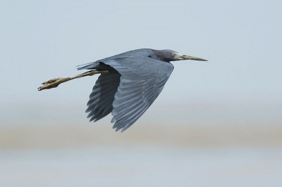 Op Birdpix wordt deze vogel steeds 'Egretta caerulea' genoemd, maar op http://www1.nhl.nl/~ribot/ned/index.htm en verschillende andere sites heet 'ie Florida caerula. Hoe kan dat?