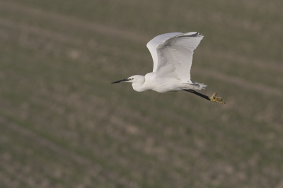 Na een paar uurtjes gezellig tussen de Paarse Strandlopers, de Bontbekplevieren, Steenlopers, Strandplevieren etc. op de Brouwersdam gelegen te hebben, kwam ik op de terugweg deze Kleine Zilverreiger tegen. Ze willen niet blijven zitten, maar vliegend zijn ze ook zeer fraai.

Canon 350D; Canon 400mm f5.5; ISO 200; 1/2000; f7.1; -1/3; uit de hand.