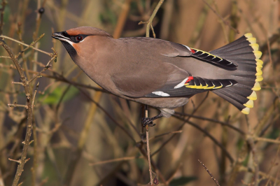 Na het eten van een paar ligusterbessen maakte dit vrouwtje zich klaar om weer een boom in te vliegen. Het zat vandaag erg mee: later op de dag gingen ze ook nog eens 'in bad'.

Canon EOS 350D, EF 300mm f/4 IS USM + 1.4 converter, 1/500 sec., f8.0, ISO 400, -2/3 stop, uit de hand