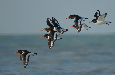 Geprobeerd deze bonte pieten vast te leggen terwijl ze opvlogen.
Ondanks de volle zon vind ik de Z/W  verhouding redelijk. 
Nikon D50 + Tamron 500mm SP.
MF   iso 400   1/800.